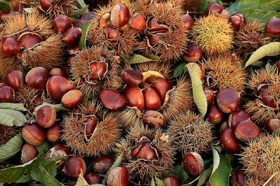 Growing Chestnuts as a Cash Crop