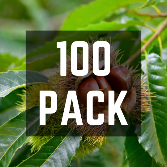 Hybrid Chestnut Bulk Pack (100 Trees) Whitetail Hill Chestnuts