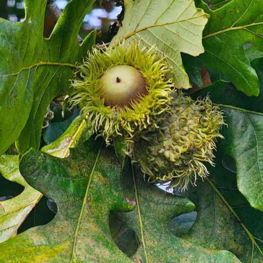 Bur Oak