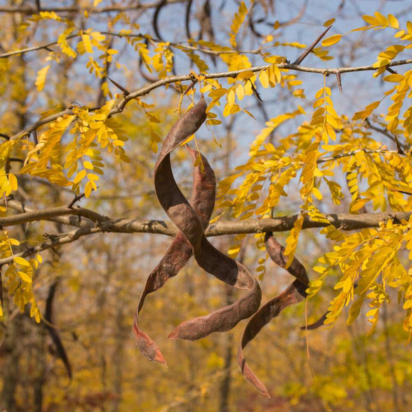 Honey Locust