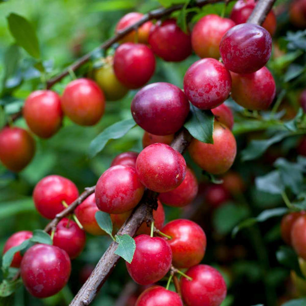 Deer Plum™