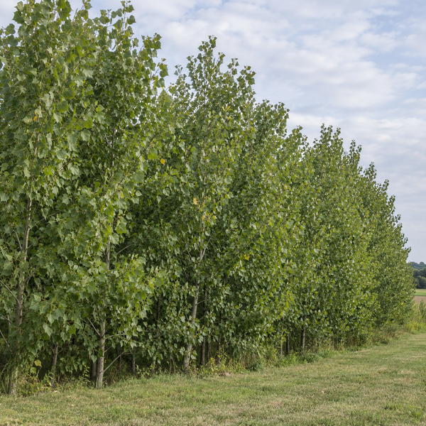 Hybrid Poplar