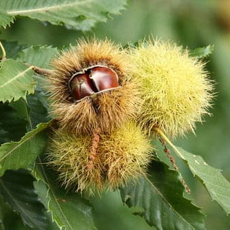 chinese chestnut seeds for planting Chinese Chestnut