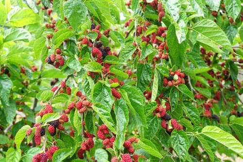 Red Mulberry – Whitetail Hill Chestnuts