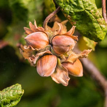 Hybrid Hazelnut
