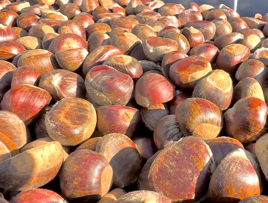 Why Should I Plant Chestnuts?