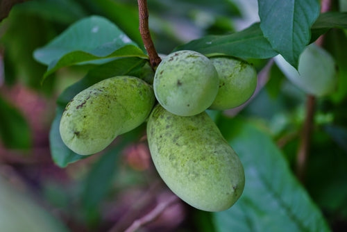 Do Deer Eat Paw Paw Fruit?