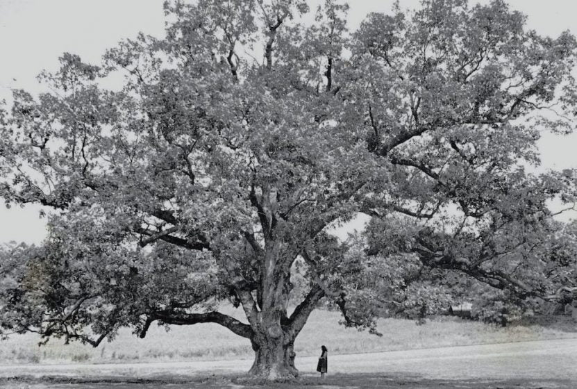 What Happened to the American Chestnut?