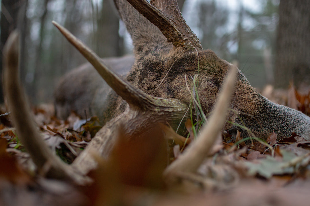 Less Food Plots, More Daylight Bucks
