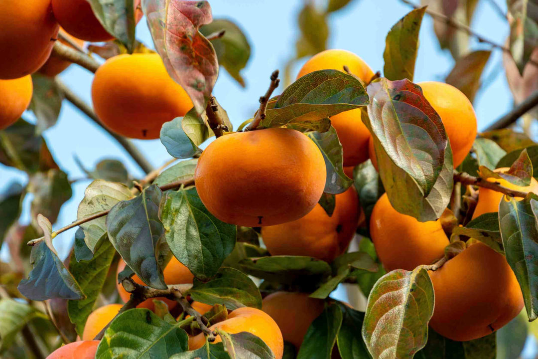Fruit Trees