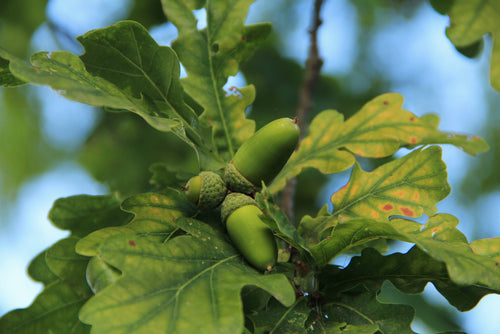 Oaks & Other Nut Trees