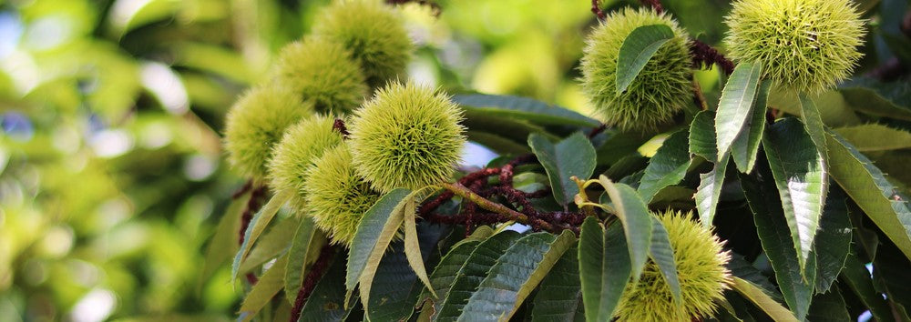 Chestnut Trees
