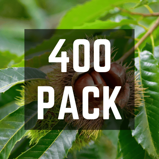 Hybrid Chestnut Bulk Pack (400 Trees)