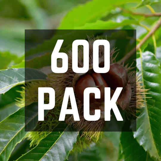 Hybrid Chestnut Bulk Pack (600 Trees)
