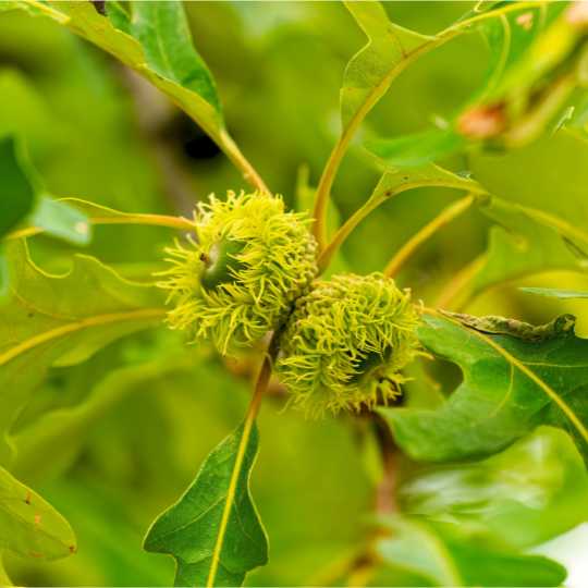 Bur Oak