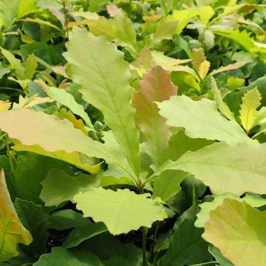 Bur Oak