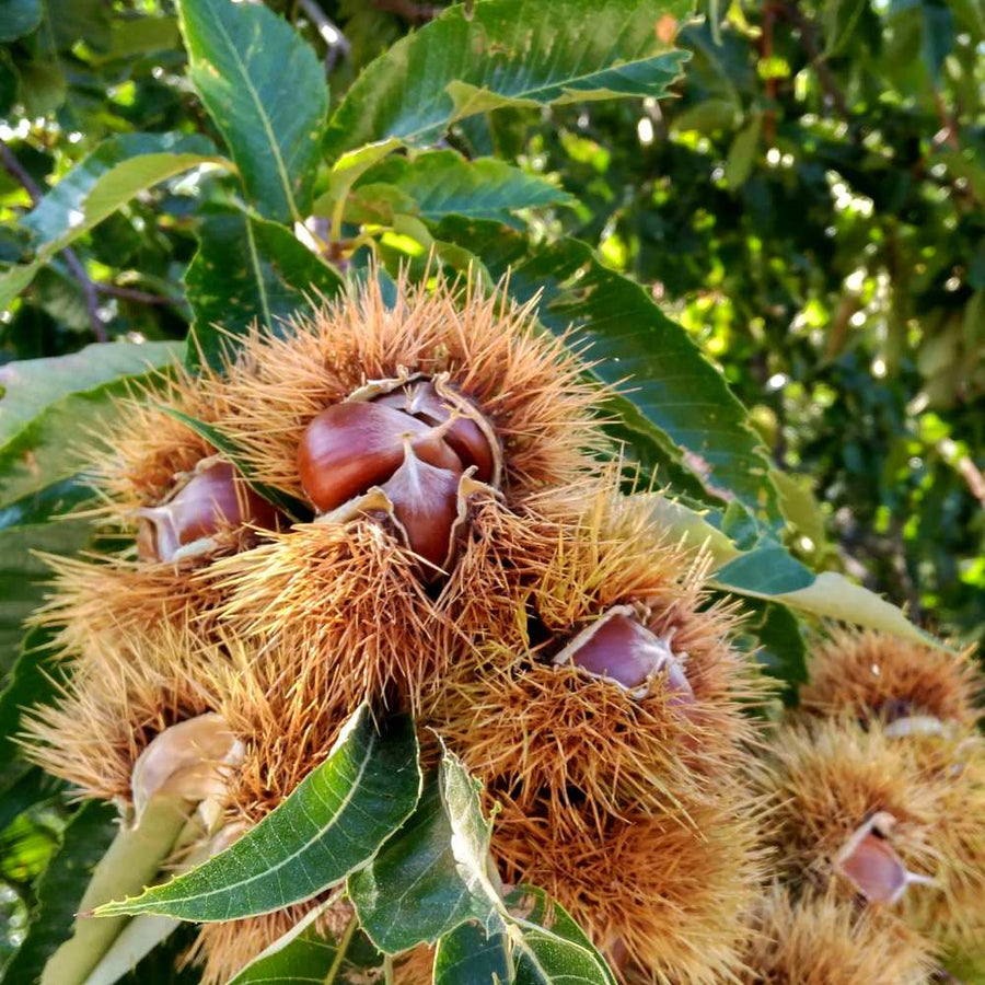 Late Drop Hybrid Chestnut