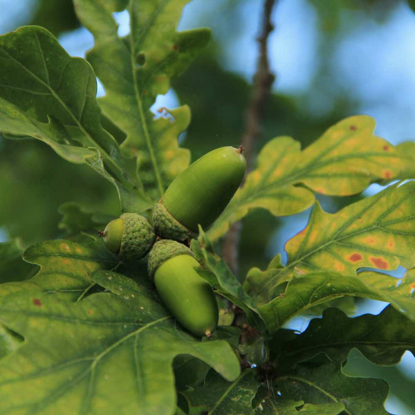 White Oak