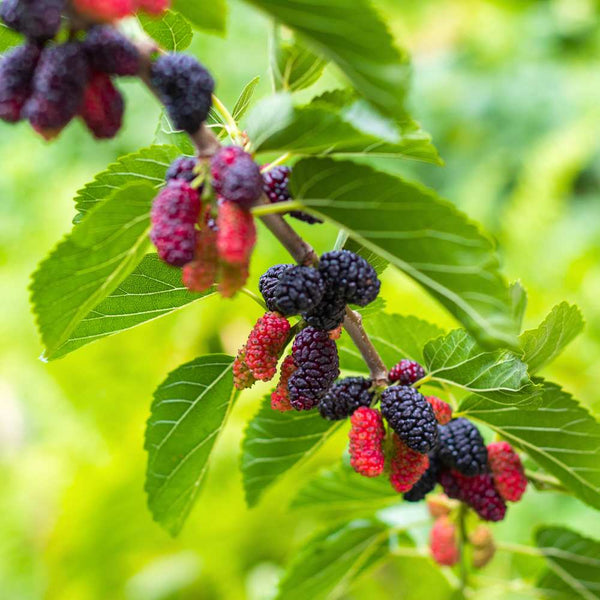 Red Mulberry