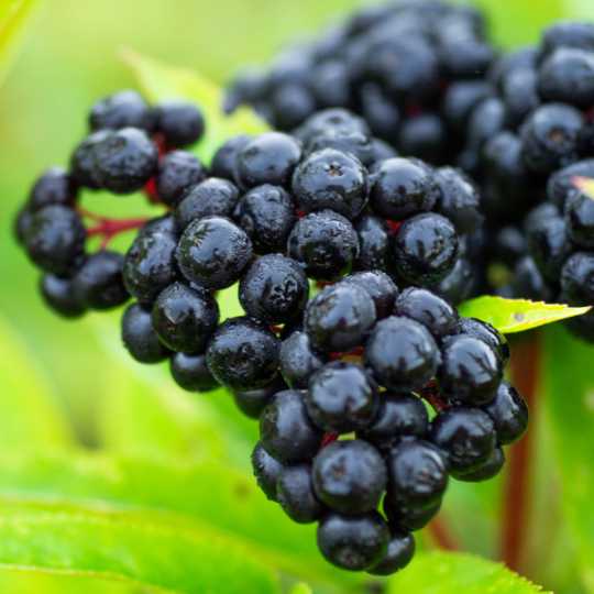 Black Elderberry
