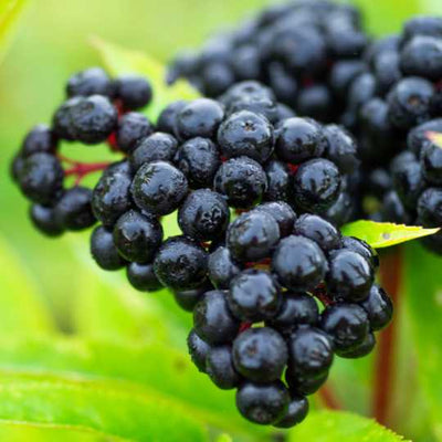 Black Elderberry