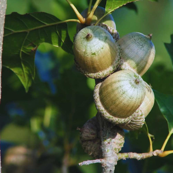Shumard Oak