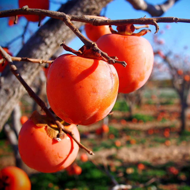 American Persimmon