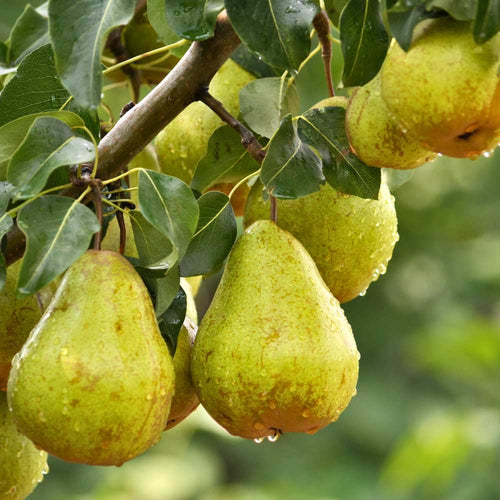 Whitetail Hill Deer Pear™