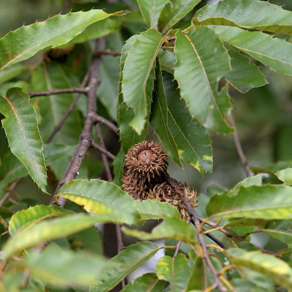 Sawtooth Oak