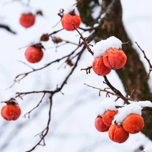 Late Drop American Persimmon