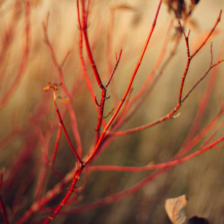 Red Osier Dogwood