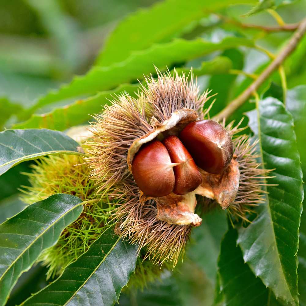 Hybrid Chestnut