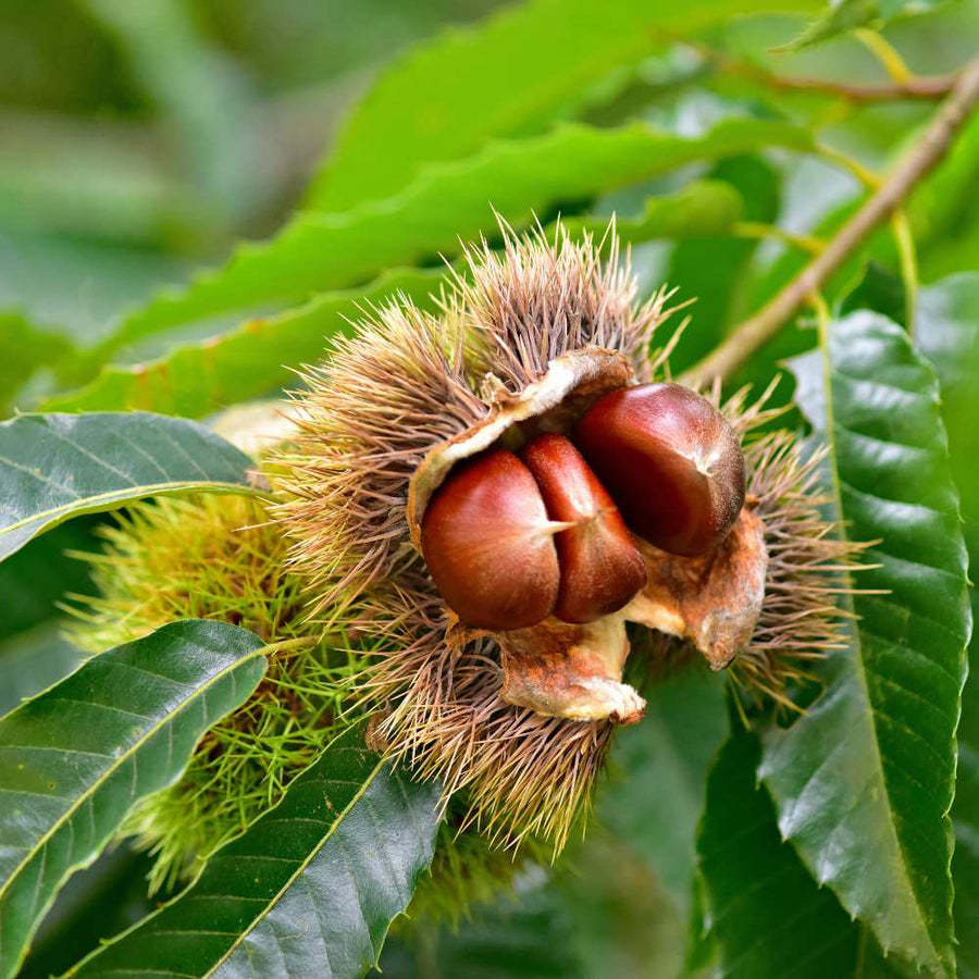 Hybrid Chestnut