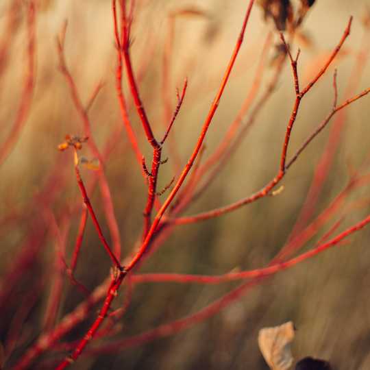 Red Osier Dogwood