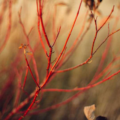Red Osier Dogwood