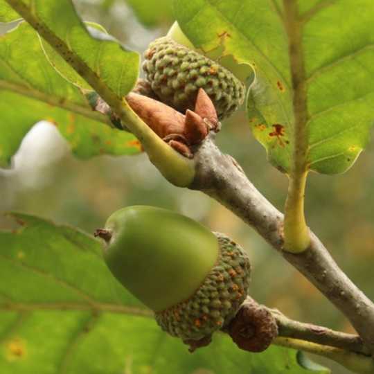 Chinquapin Oak