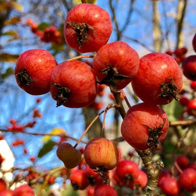 Wild Crabapple