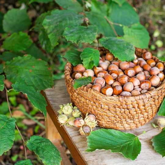 American Hazelnut