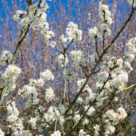 Chickasaw Plum