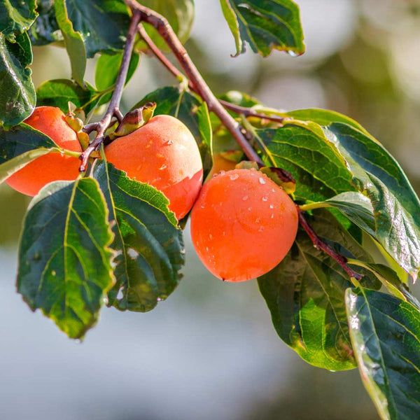 American Persimmon