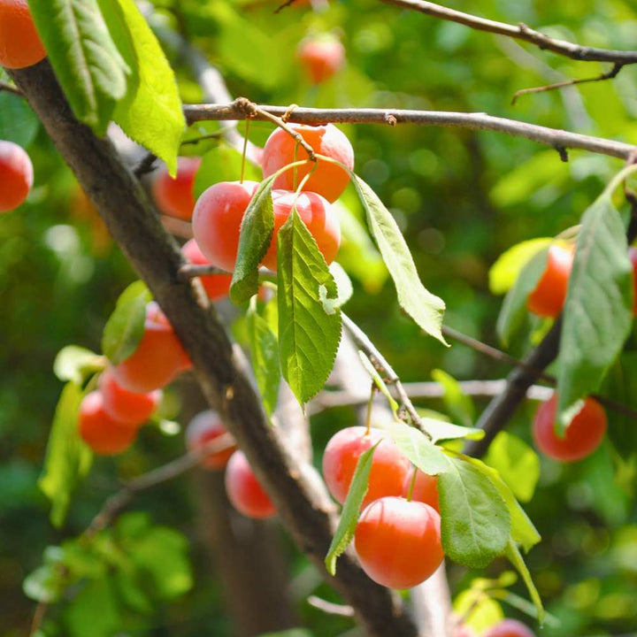 Chickasaw Plum