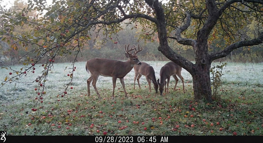 Main Attraction™ Crabapple