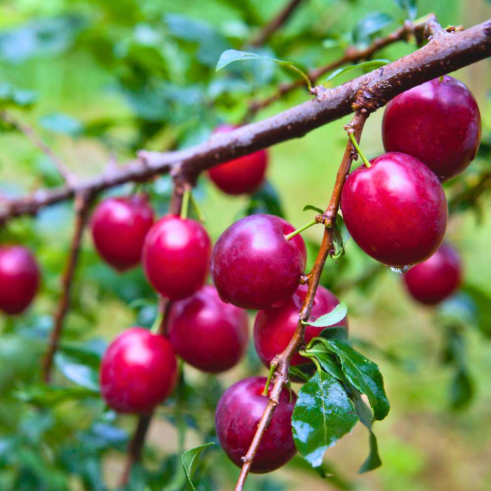 Deer Plum™