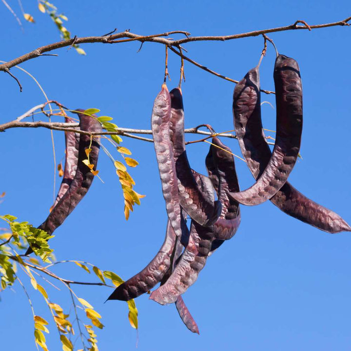 Honey Locust