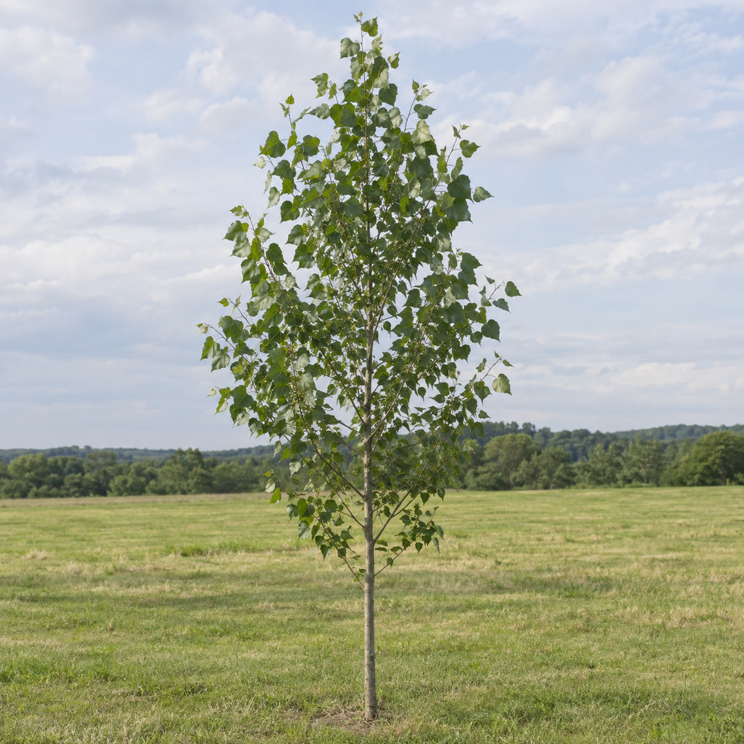 Hybrid Poplar