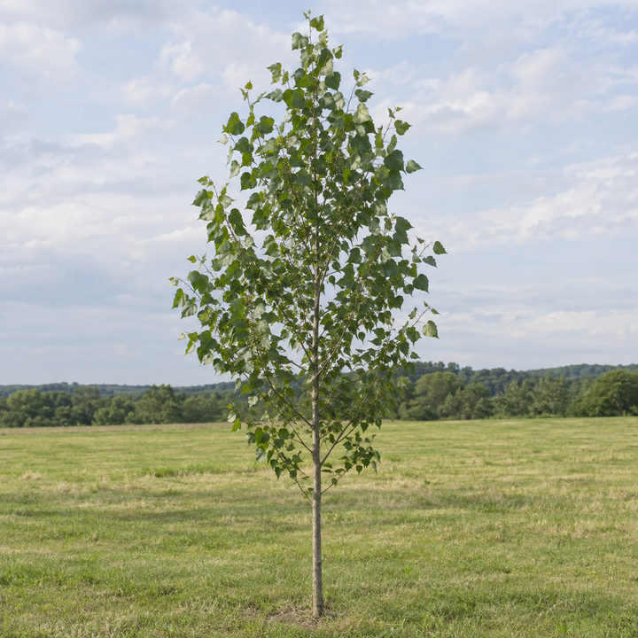 Hybrid Poplar