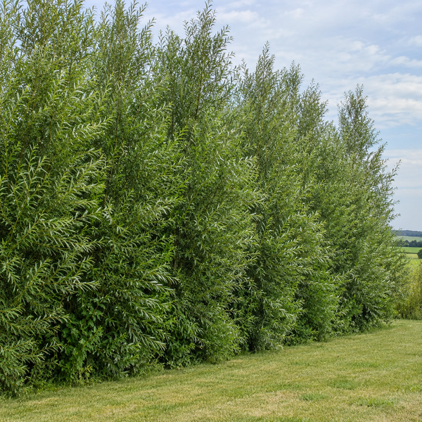 Hybrid Willow