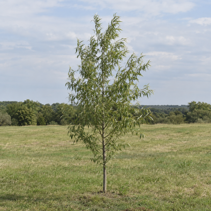 Hybrid Willow