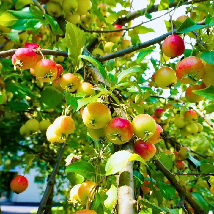 Main Attraction™ Crabapple