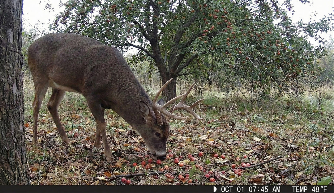 Main Attraction™ Crabapple